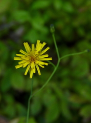 Hieracium paniculatum