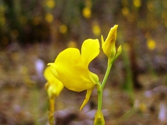 Utricularia juncea