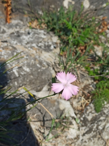 Apennine wood pink