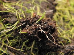 Utricularia juncea