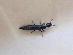 Thyreocephalus orthodoxus