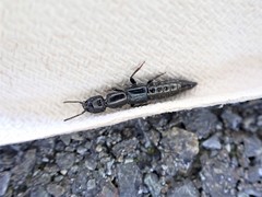 Thyreocephalus orthodoxus