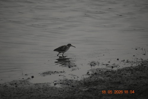 iNaturalist image