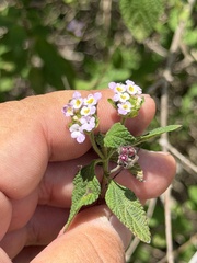 Lantana velutina, photograph (c) Ian McFaul, some rights reserved (CC BY)