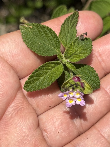 Lantana velutina, photograph 4