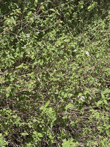Lantana velutina, photograph 5