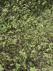 Lantana velutina, photograph (c) Ian McFaul, some rights reserved (CC BY)