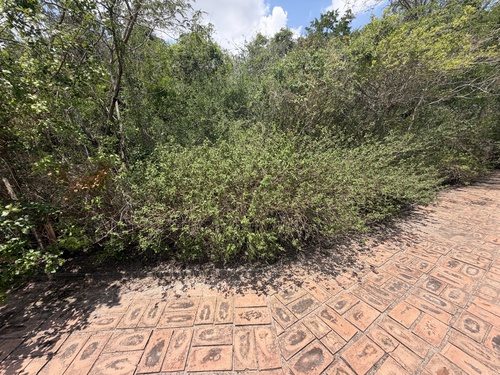Lantana velutina, photograph 6