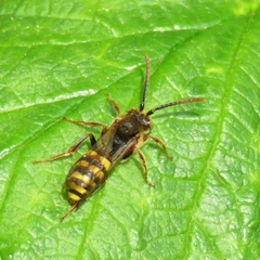 Nomada leucophthalma