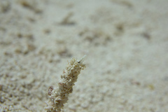 Chaenopsis limbaughi