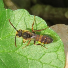 Nomada leucophthalma