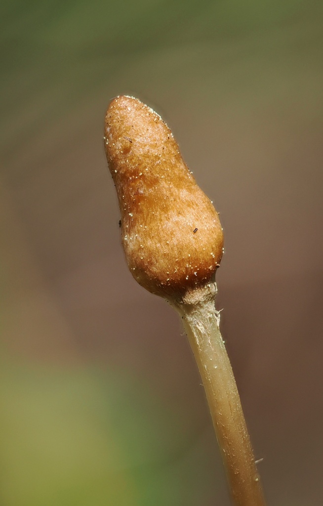 Galeropsis polytrichoides