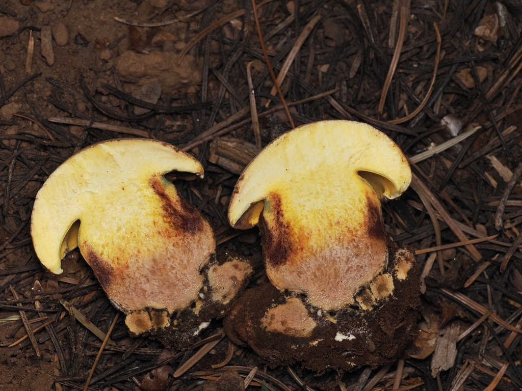 Spring Butter Bolete · May 2026 · photo: Photo: (c) Alan Rockefeller, some rights reserved (CC BY) · iNaturalist
