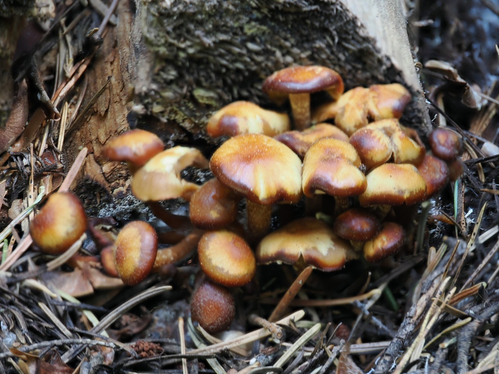 False Funeral Bell · May 2026 · photo: Photo: (c) Alan Rockefeller, some rights reserved (CC BY) · iNaturalist