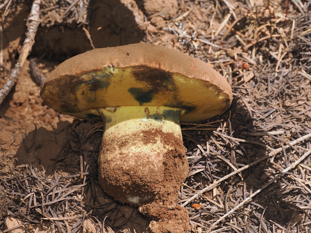 Spring Butter Bolete · May 2026 · photo: Photo: (c) Alan Rockefeller, some rights reserved (CC BY) · iNaturalist