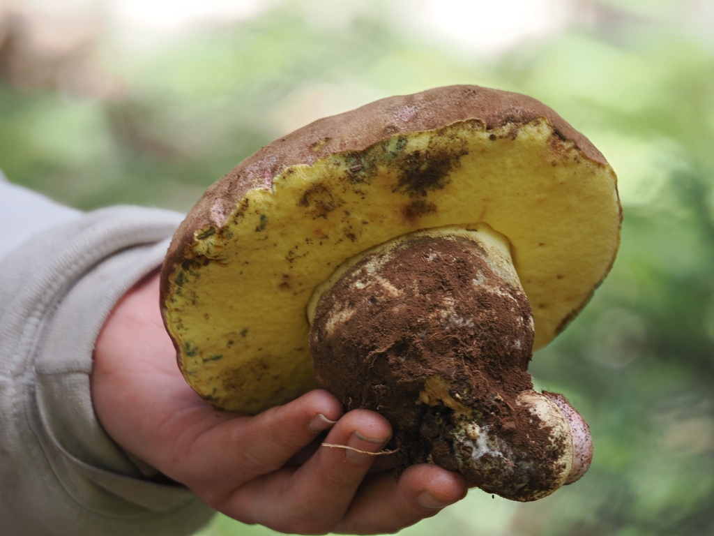 Spring Butter Bolete · May 2026 · photo: Photo: (c) Alan Rockefeller, some rights reserved (CC BY) · iNaturalist