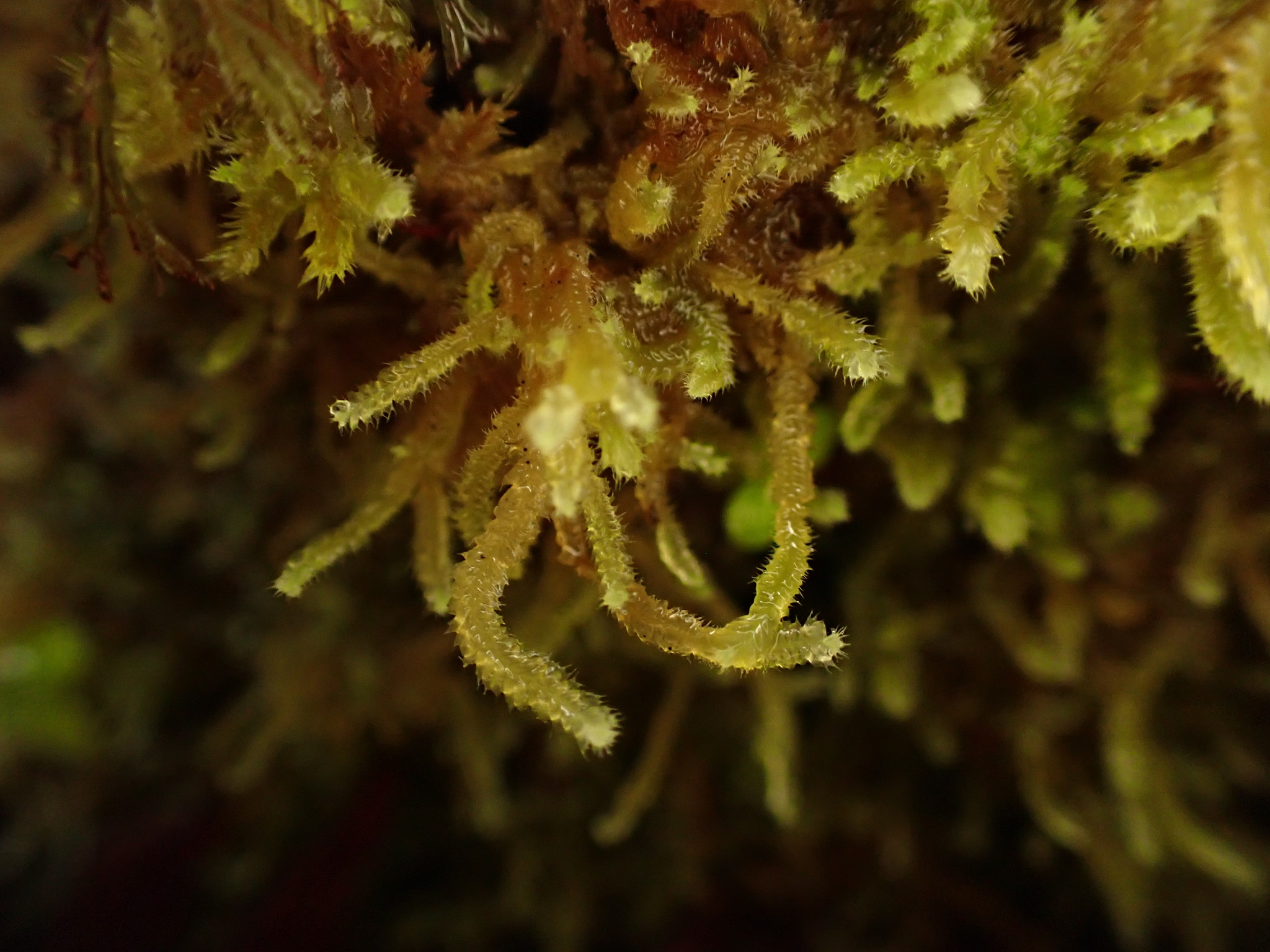 Cryptolophocolea spinifera