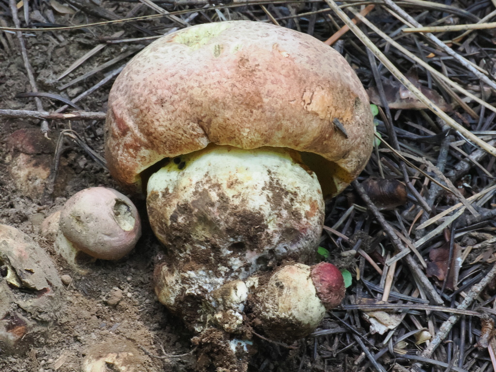 Spring Butter Bolete · May 2026 · photo: Photo: (c) Alan Rockefeller, some rights reserved (CC BY) · iNaturalist