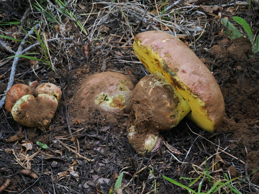 Spring Butter Bolete · May 2026 · photo: Photo: (c) Alan Rockefeller, some rights reserved (CC BY) · iNaturalist