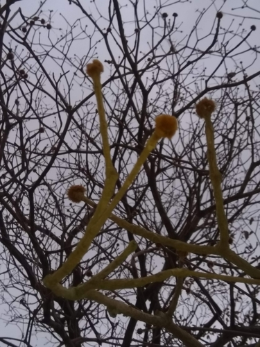 Image of Handroanthus chrysanthus by (c) Luis Rubio-Yépez, some rights reserved (CC BY)