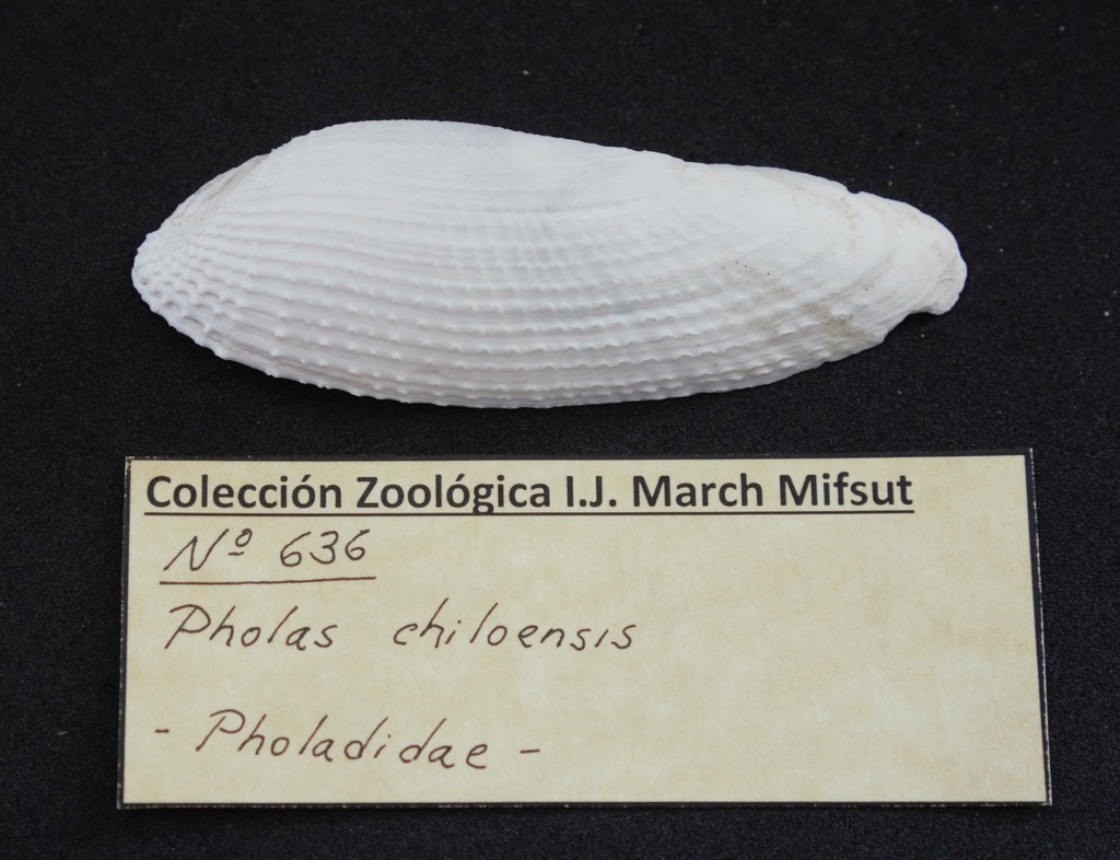 Pholas chiloensis