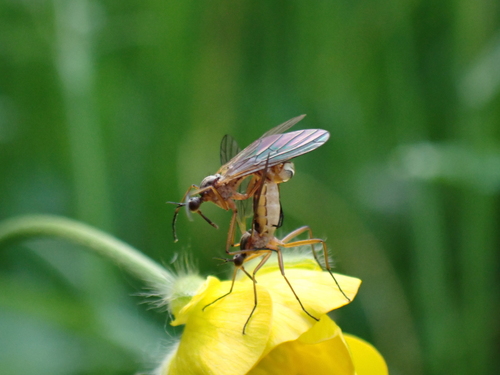 Empis punctata