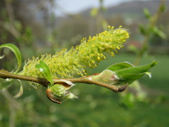 Salix