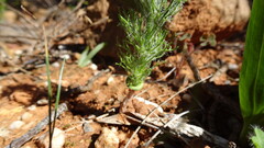 Eriospermum paradoxum, photograph (c) Paul Emms, some rights reserved (CC BY-SA)
