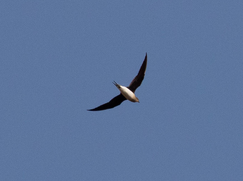iNaturalist image