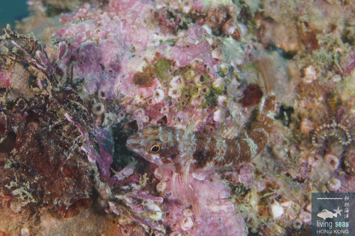 Enneapterygius etheostomus observed 2026-05-24