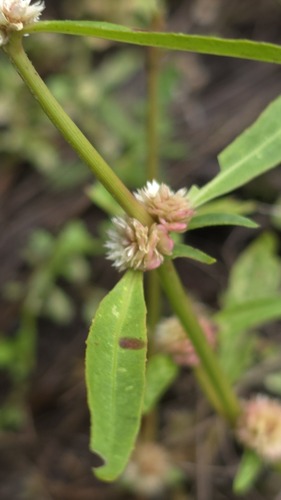 Alternanthera denticulata, photograph 5