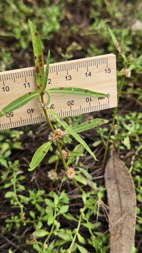 Alternanthera denticulata, photograph 6