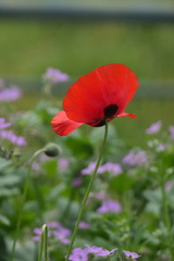 Papaver rhoeas