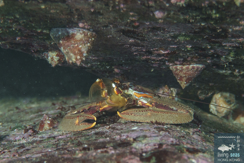 Petrolisthes coccineus observed 2026-05-24