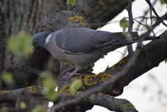 Columba palumbus