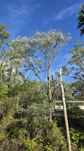 Acacia binervia, photograph 3