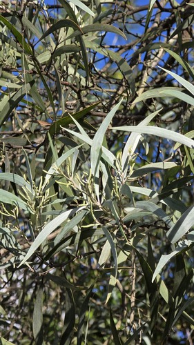 Acacia binervia, photograph 2