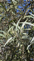 Acacia binervia, photograph (c) Petra Holland, some rights reserved (CC BY)