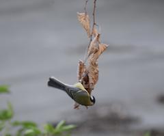 Parus major