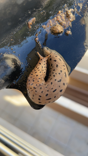 Conemenos' Slug
