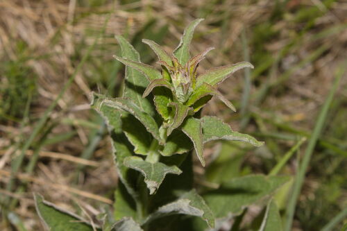 Pale bellflower