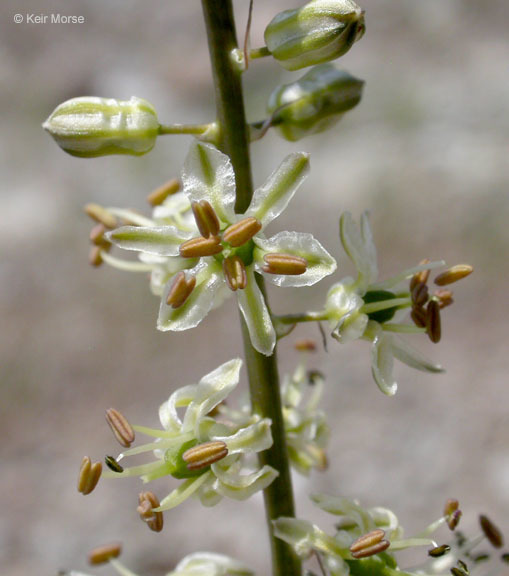 Hastingsia serpentinicola