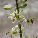 Hastingsia serpentinicola - Photo (c) 2008 Keir Morse, algunos derechos reservados (CC BY-NC-SA)