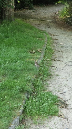 Song Thrush