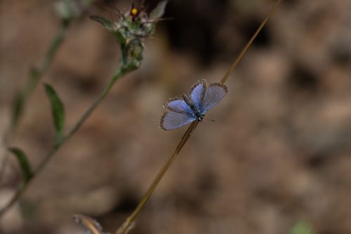 Dotted Blue photo 4