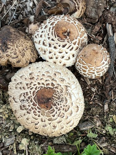 Chlorophyllum brunneum — no rights reserved