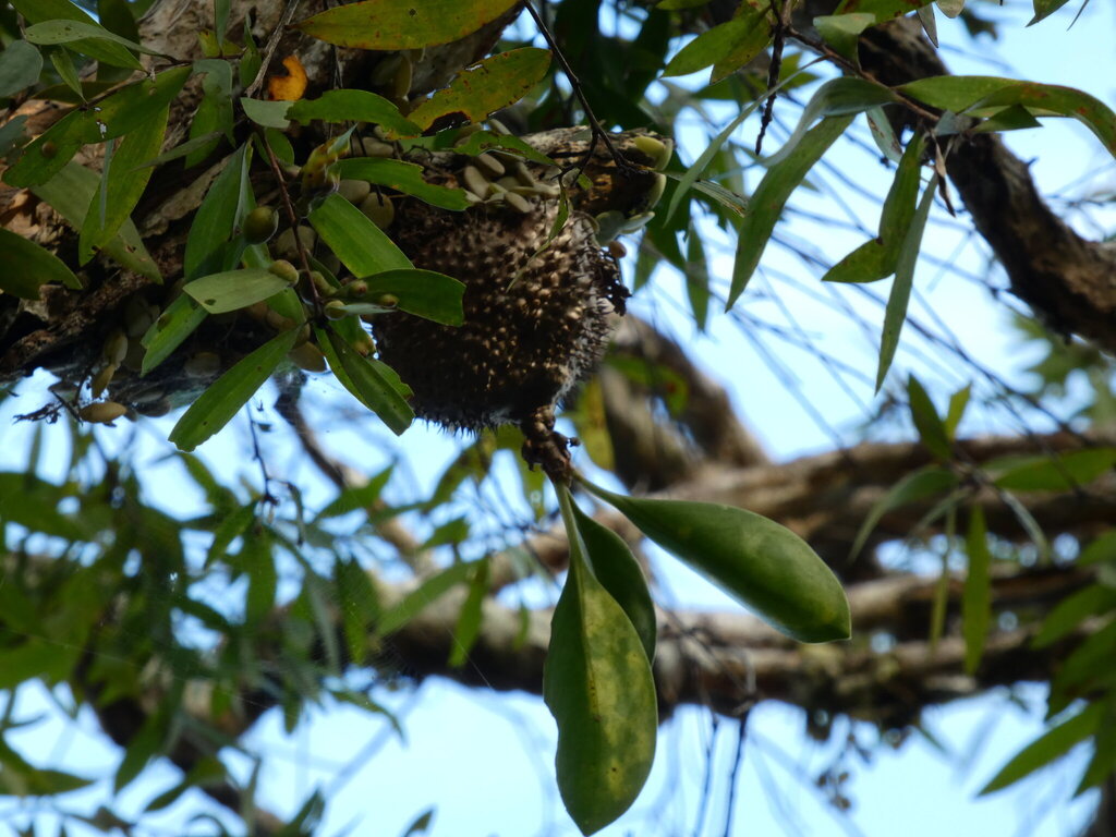 Myrmecodia beccarii; photograph (c) Steve Fitzgerald, some rights reserved (CC BY-SA)