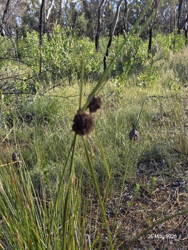 Semaphore Sedge