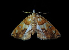 Neurophyseta