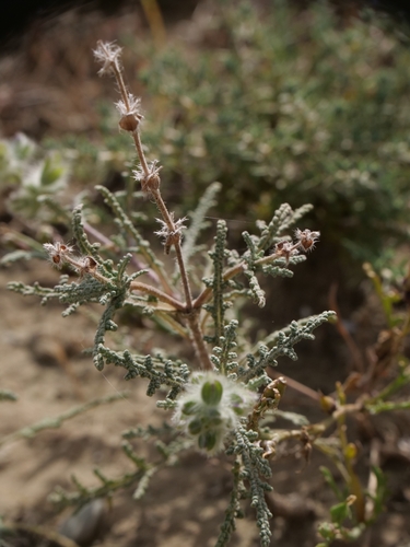 Salvia lanigera, photograph 6